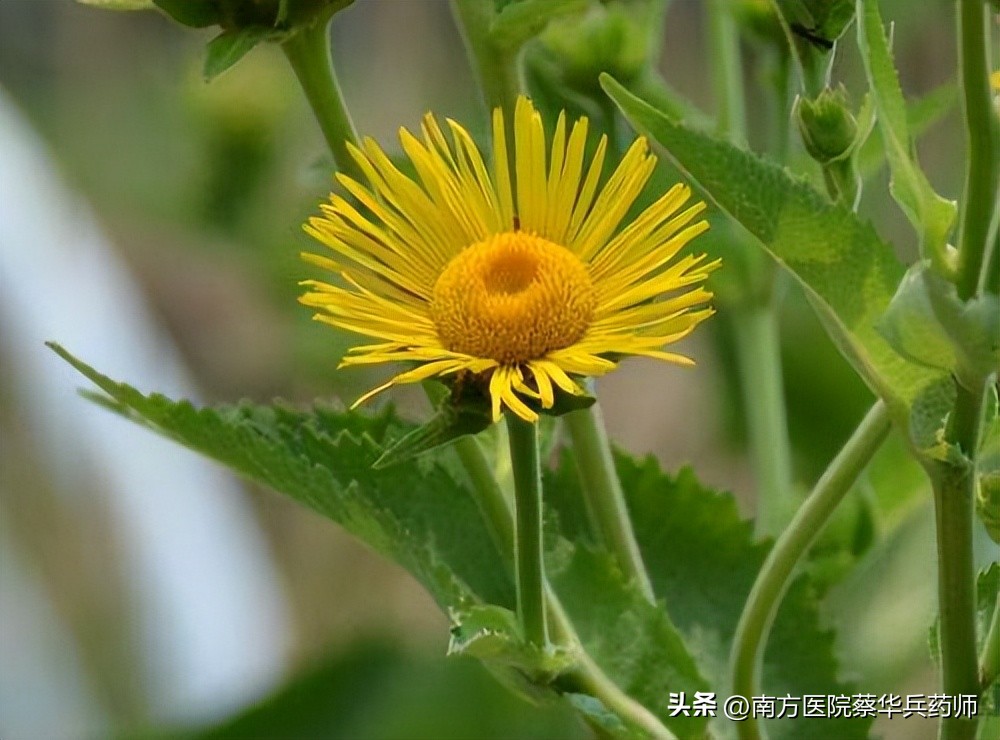 胸闷气短痰多咳嗽要用哪一味中药,慢性咳嗽降气化痰用什么中药好