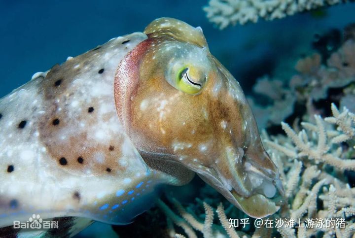 大话舟山海鲜系列（三）—大话墨鱼（喷墨家族成员之一）