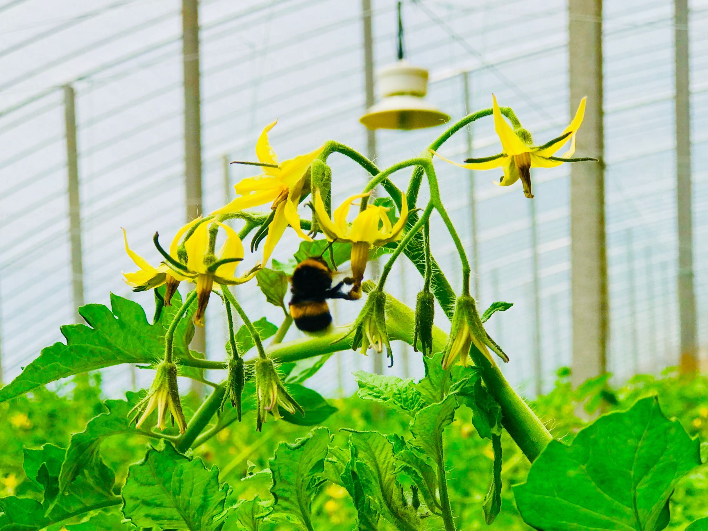 蹲点深一度｜标准化改变蔬菜