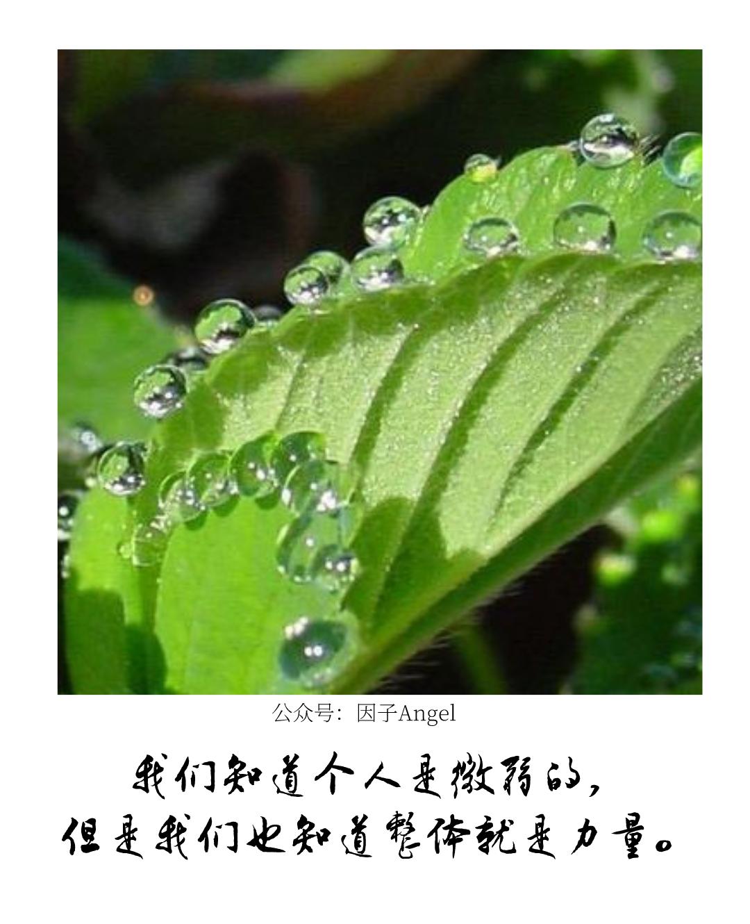 植物之36技——吐