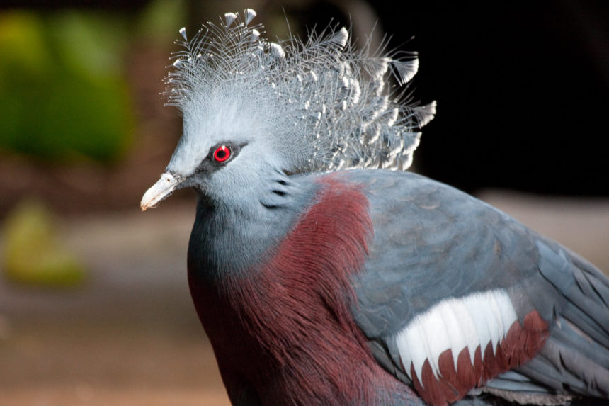 关于鸽子的15个冷知识,小鸽子小常识