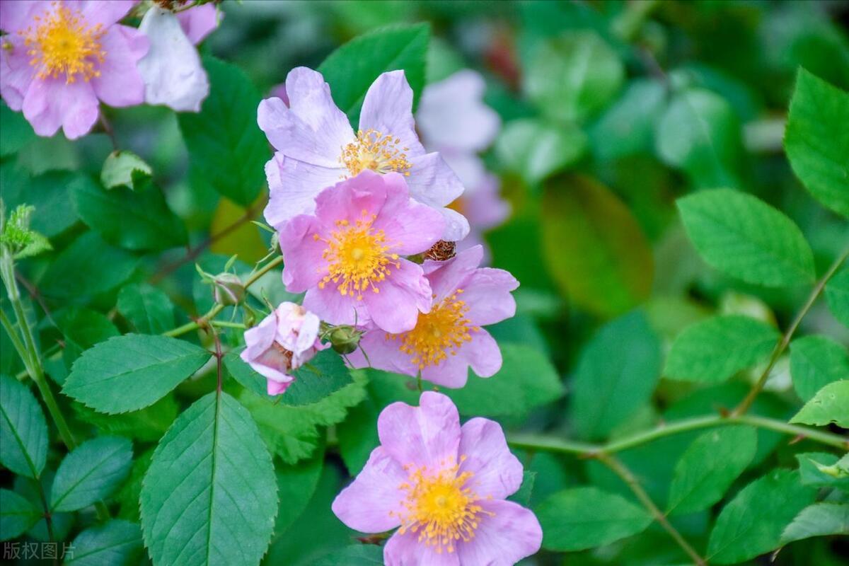 蔷薇叶子干枯了怎么补救,蔷薇叶子发黄是什么原因