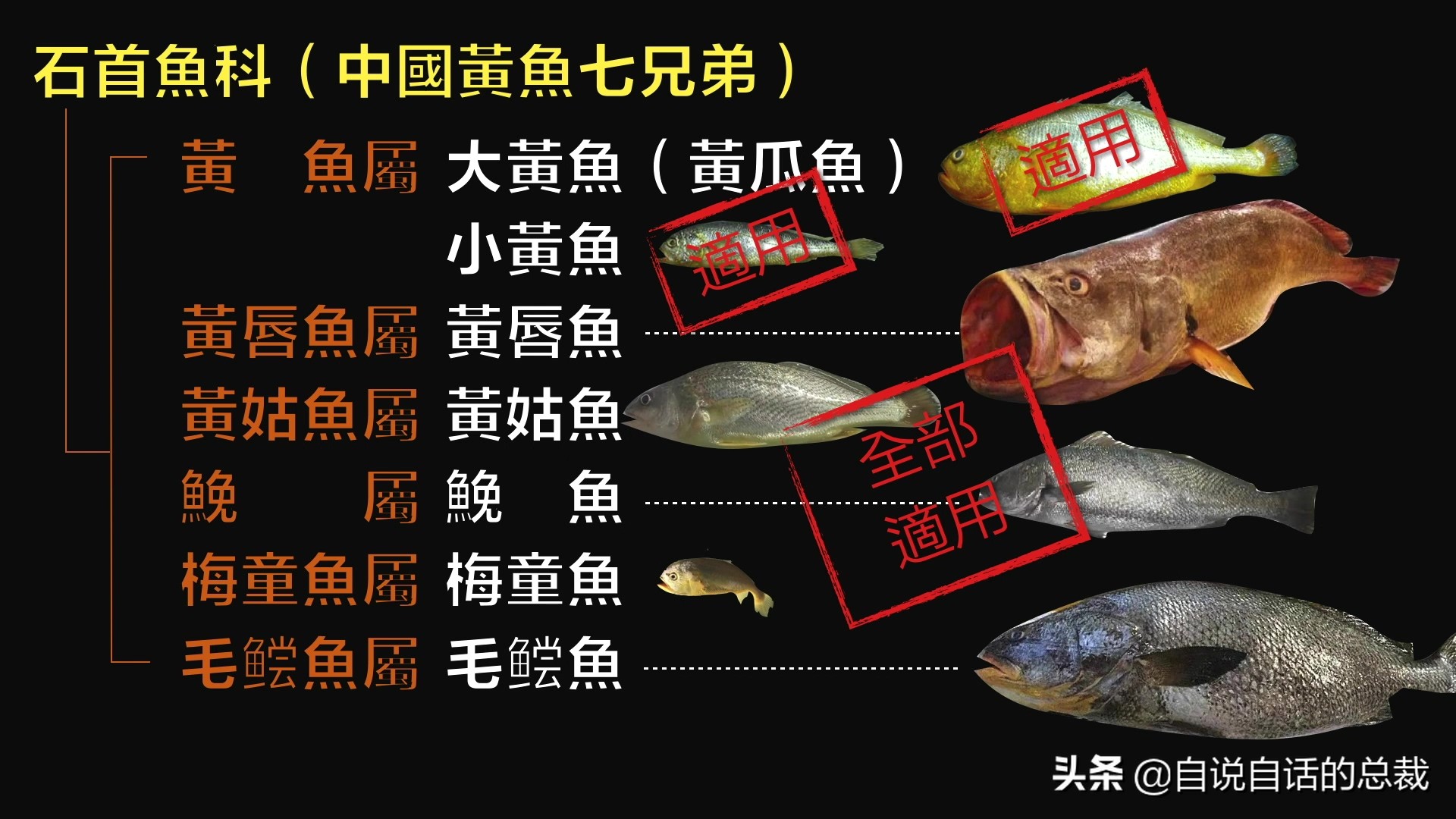 目前野生大黄鱼为什么这么贵,大黄鱼最贵价格多少钱一斤