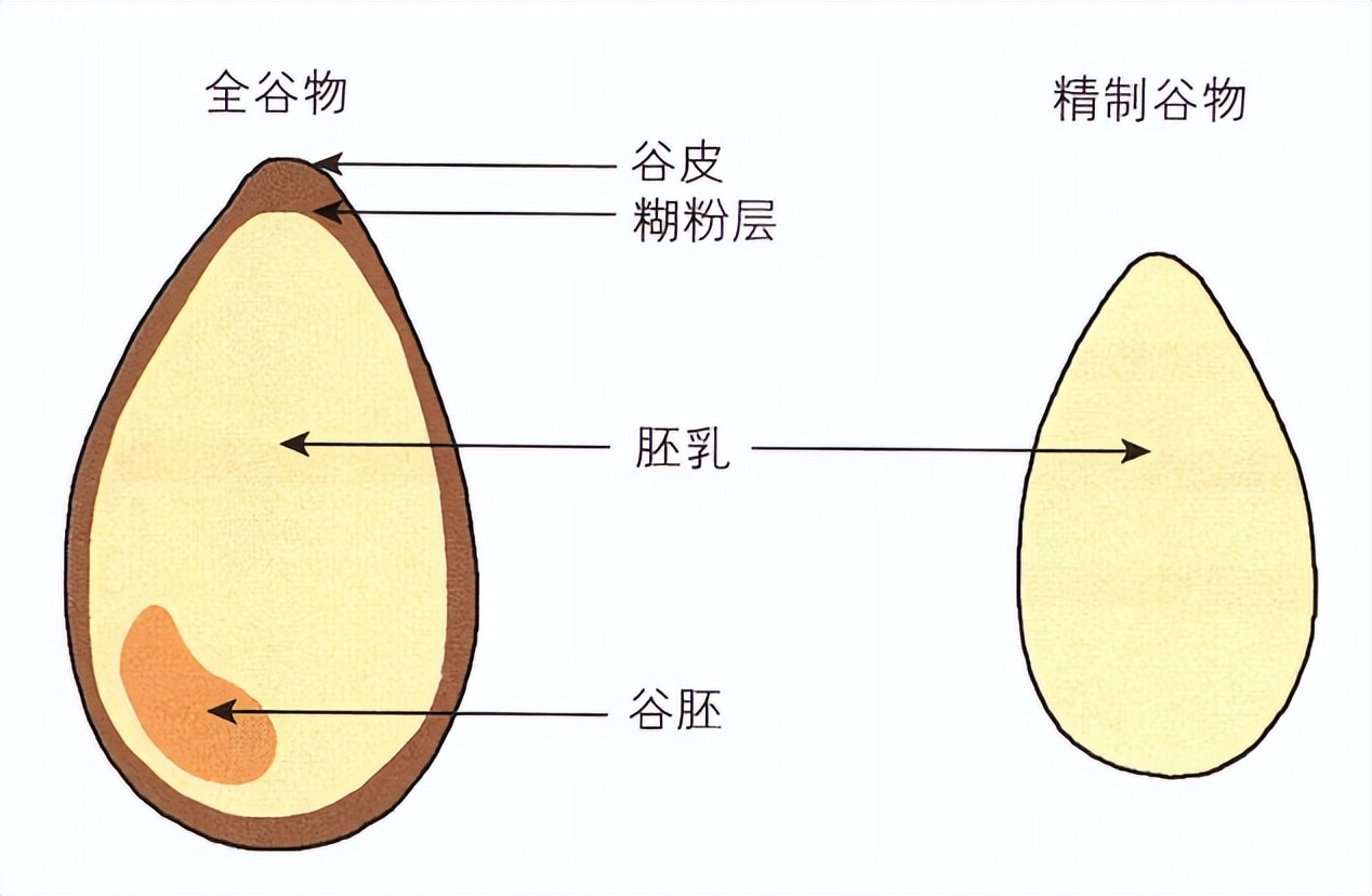 全谷物健康科普汇,多谷物更健康