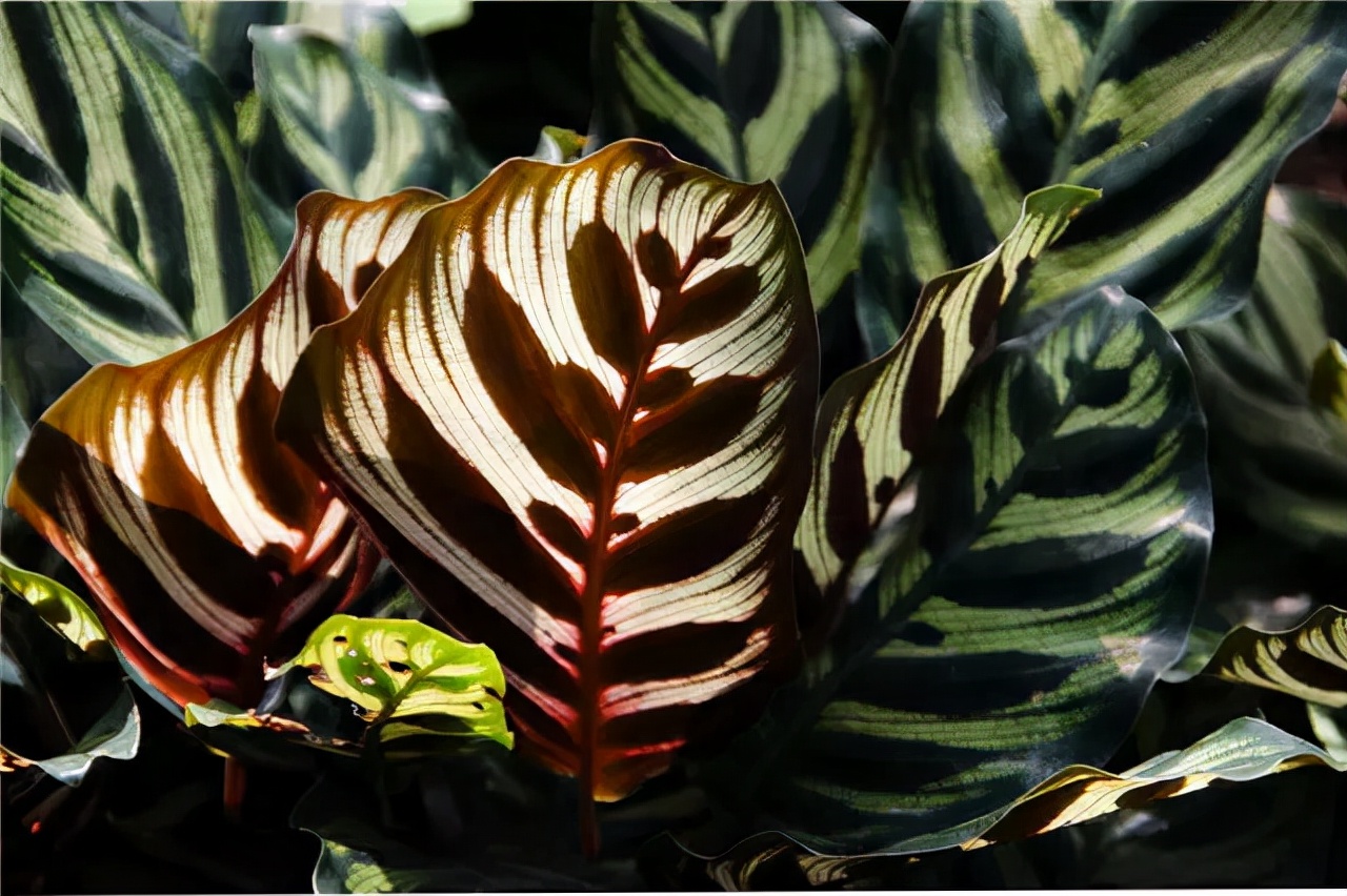 公园路边植物图片,路边的小植物有哪些