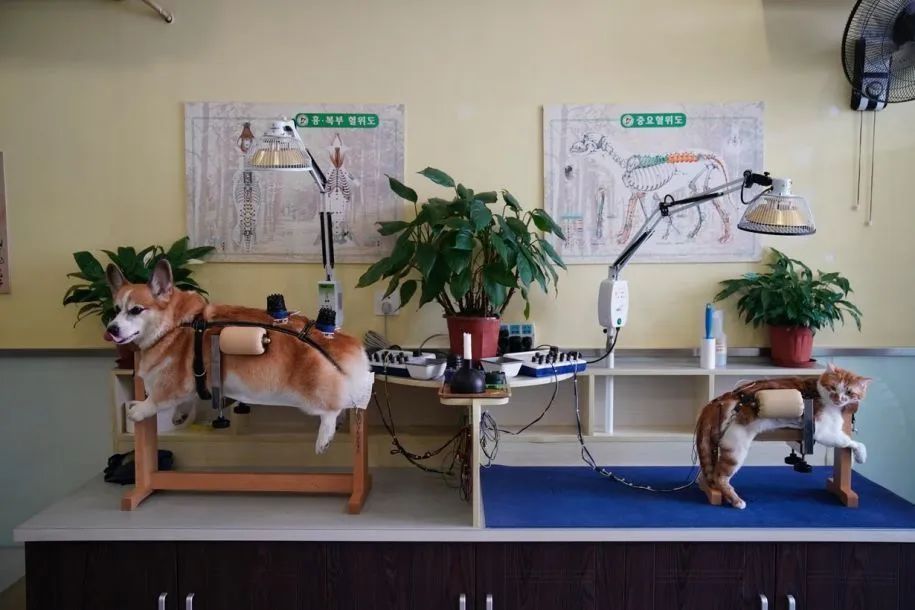 给狗做针灸的视频,带狗去针灸