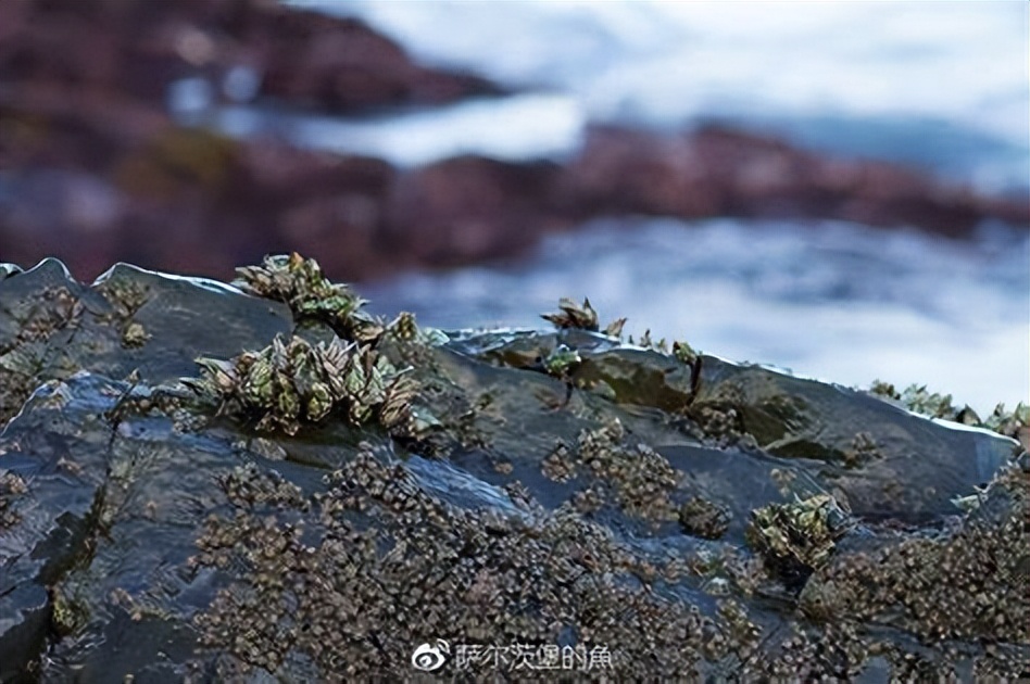 每次航线结束能刮下十多吨海鲜，都到海鲜市场了？这种海鲜吃不得