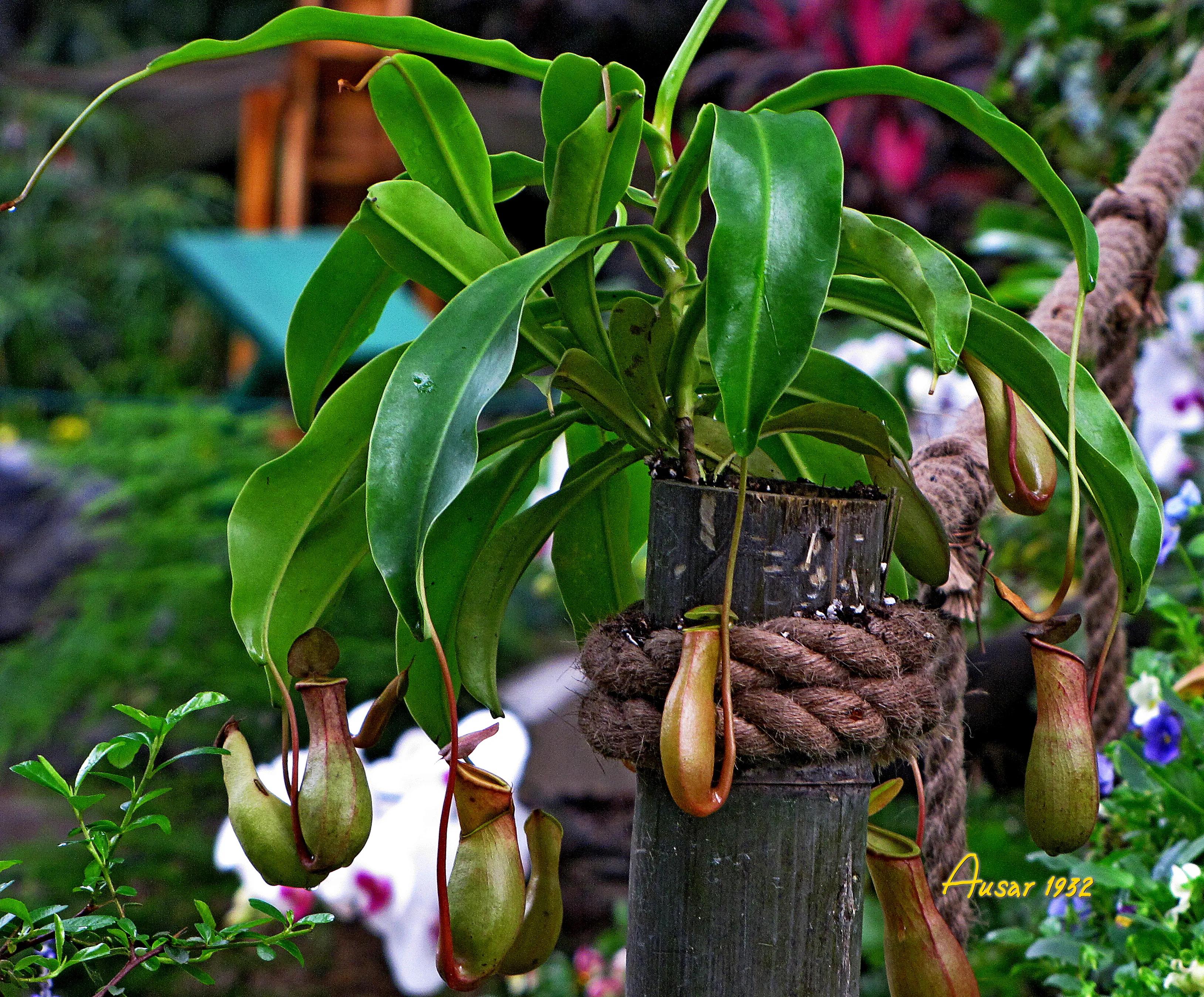 猪笼草捕食昆虫的过程视频,猪笼草捕食昆虫视频完整版