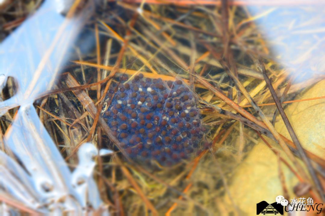 蝌蚪和蟾蜍的卵如何区别,如何分辨蝌蚪长大是青蛙还是蟾蜍