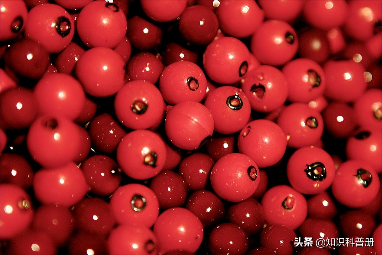 十种能吃的水果,哪种水果最健康