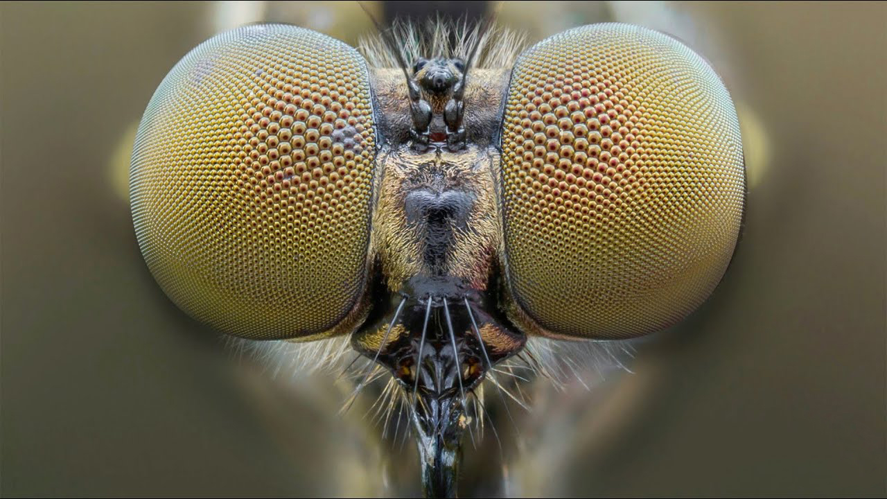 蜻蜓一小时吃多少只蚊子,蜻蜓能吃多少只蚊子