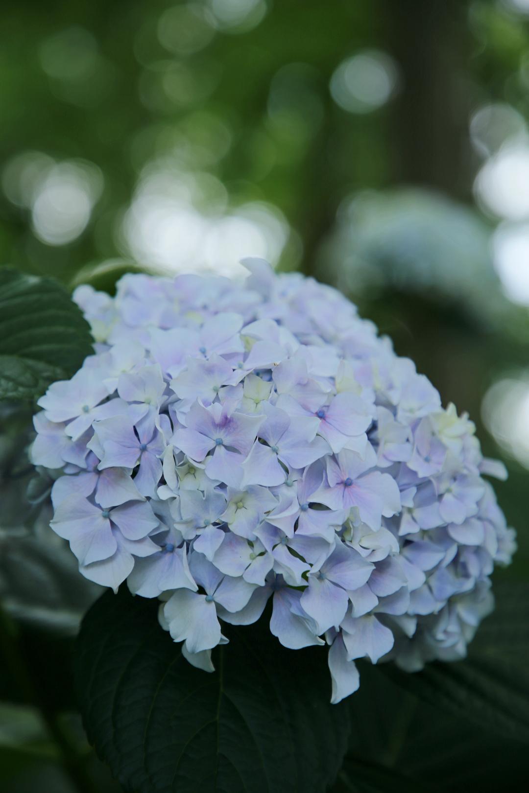 上海野生动物园端午节游玩门票,上海野生动物园年卡节假日