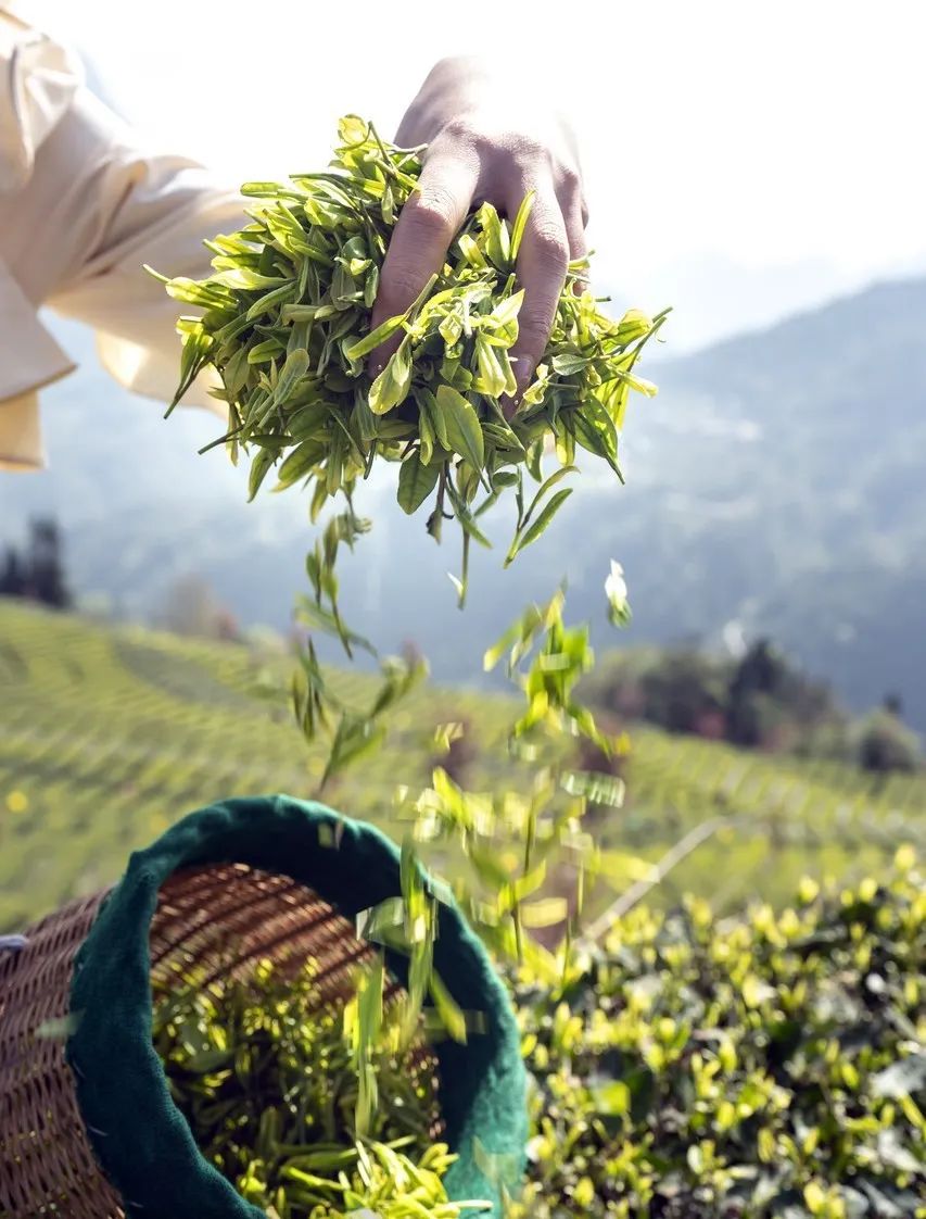 湖北茶的特点,楚国茶文化