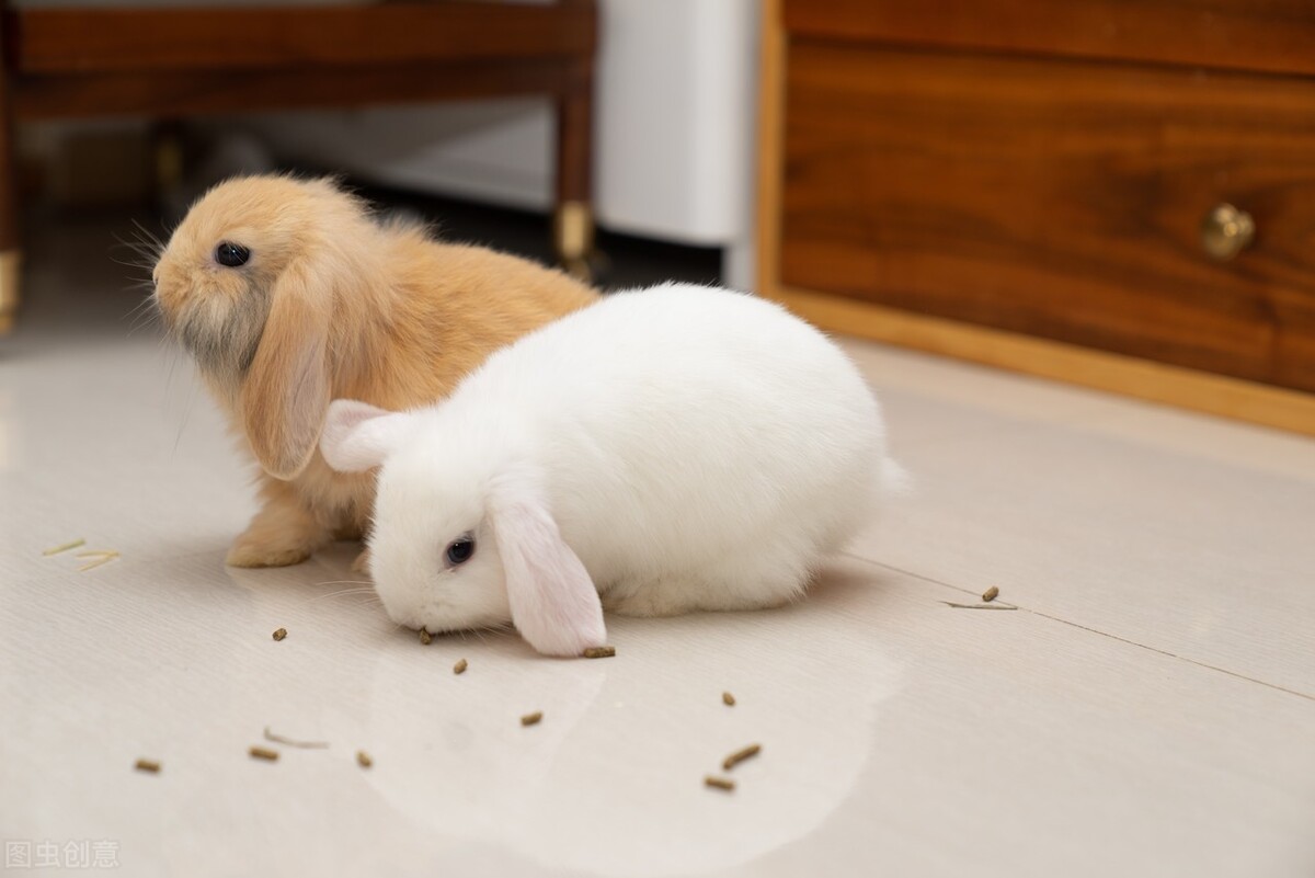 兔子流泪有眼屎怎么处理,兔子流泪是啥样子的