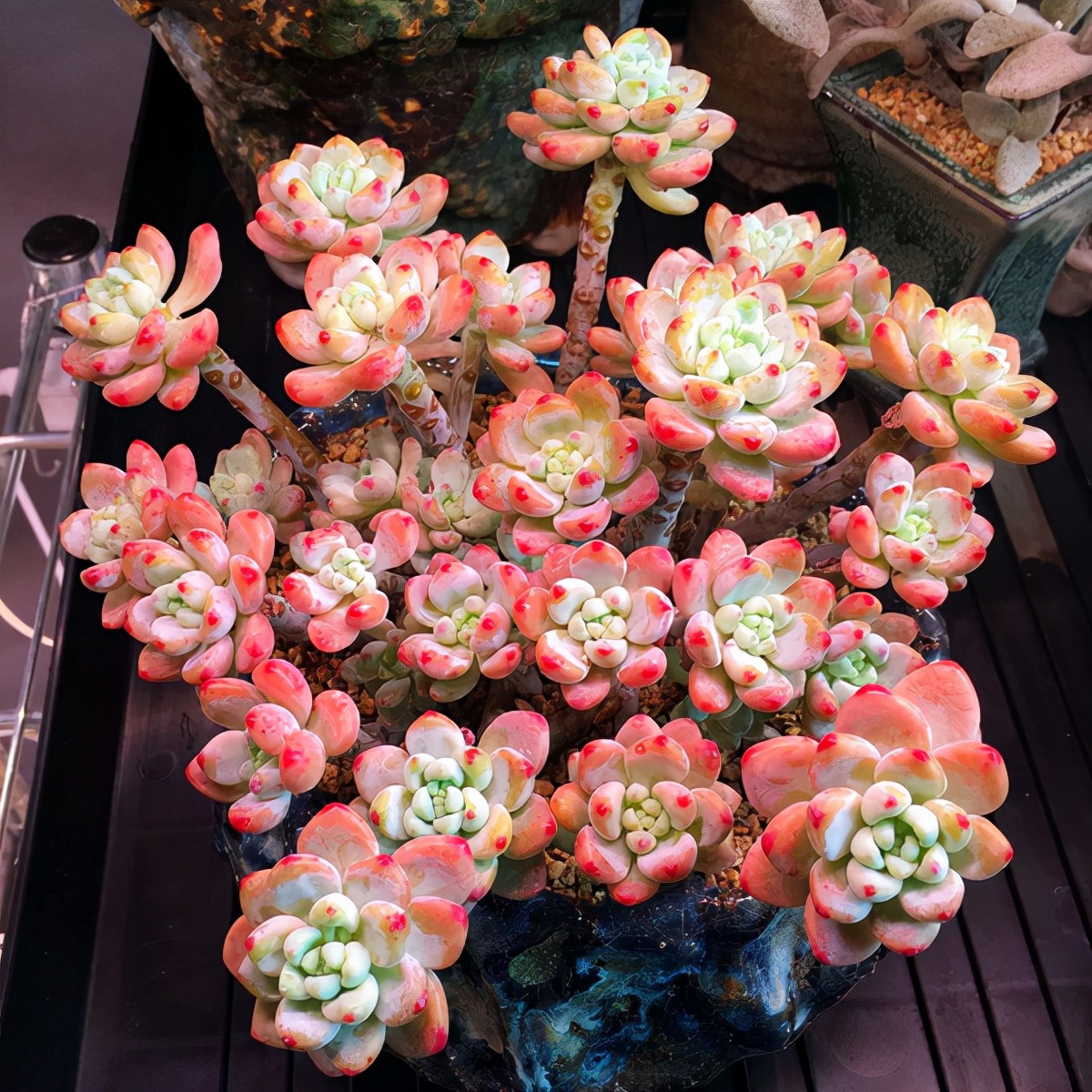 十二卷多肉的品种图鉴,100种多肉植物图片大全