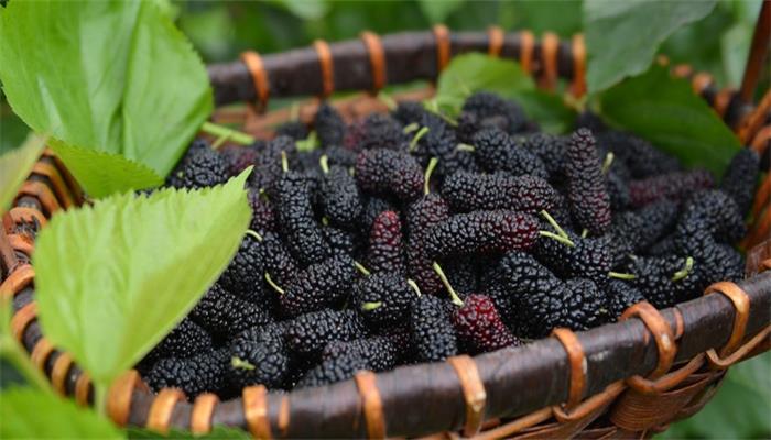 4月份适合吃的应季水果,夏季6月应季水果有哪些