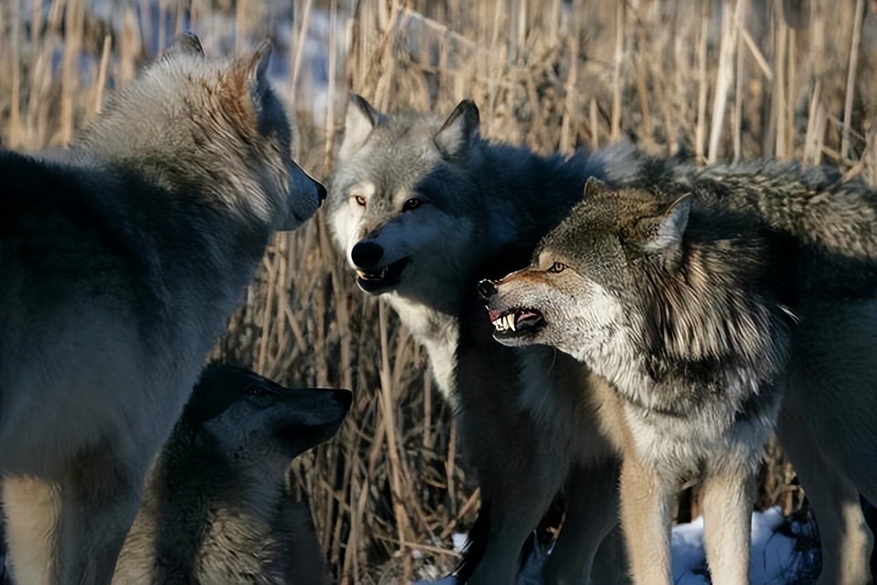 中华田园犬的血统是狗中最高贵的,中华田园犬五大名狗品种