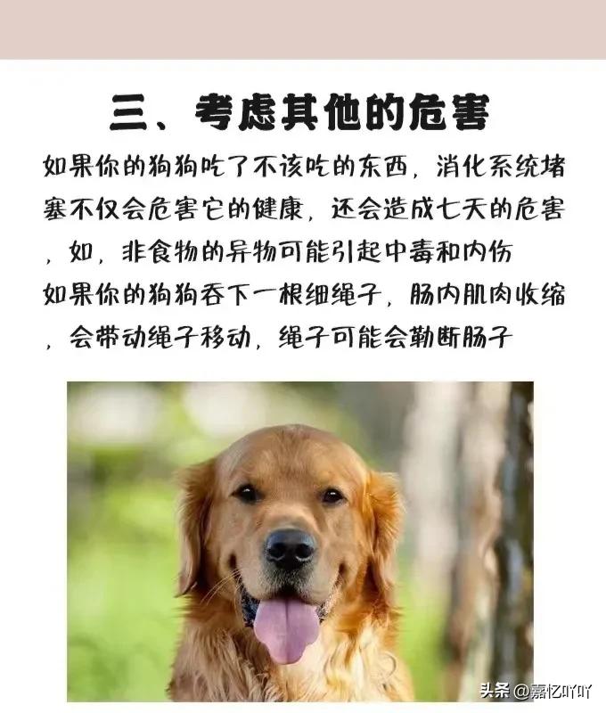 狗狗不小心吞食异物有什么症状,狗狗肠子堵住了怎么排出来异物