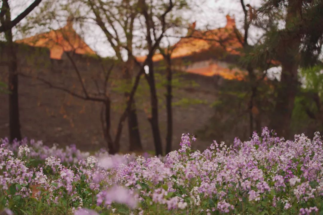 沈阳湿地公园丹顶鹤放飞,沈阳最近郊游最佳地点
