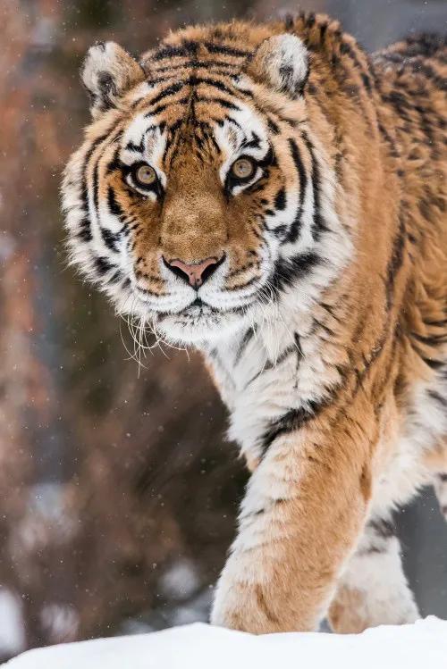 戏说老虎图文杂汇