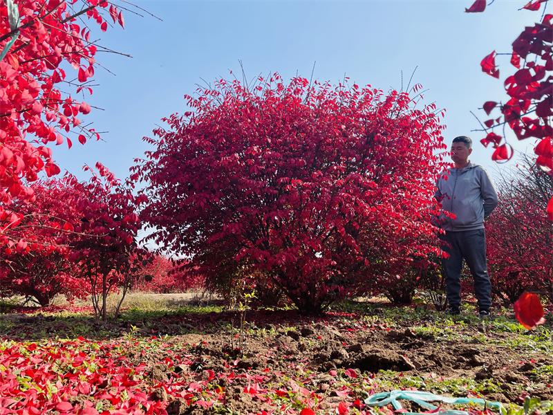 这种“燃烧的灌木”好看又好养，就像秋天里的一把火