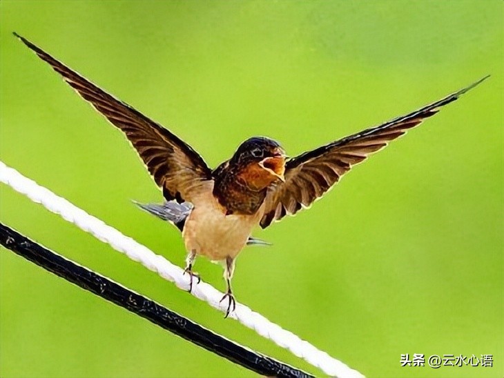关于燕子的古诗旧时王谢堂前燕,与燕子有关的古诗词名句