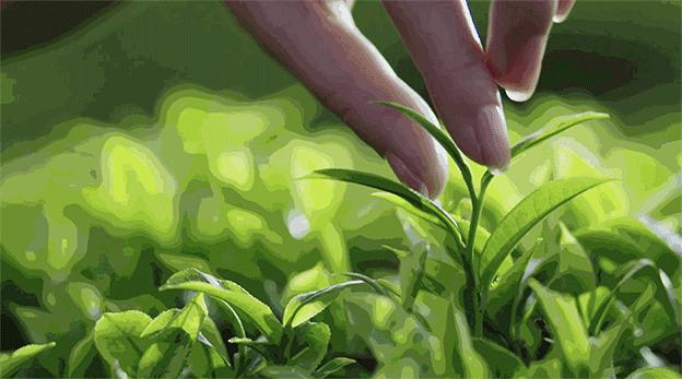 绿茶的蒸炒烘晒味道有哪些不同,绿茶是炒香还是烘香好喝一点