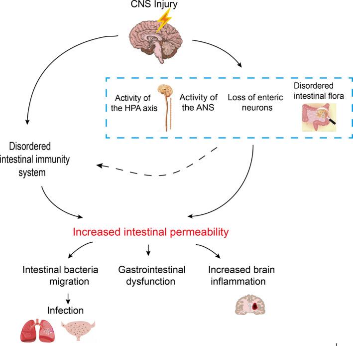肠道菌群和抑郁精神疾病的关系,肠道菌群与抑郁症及自闭症