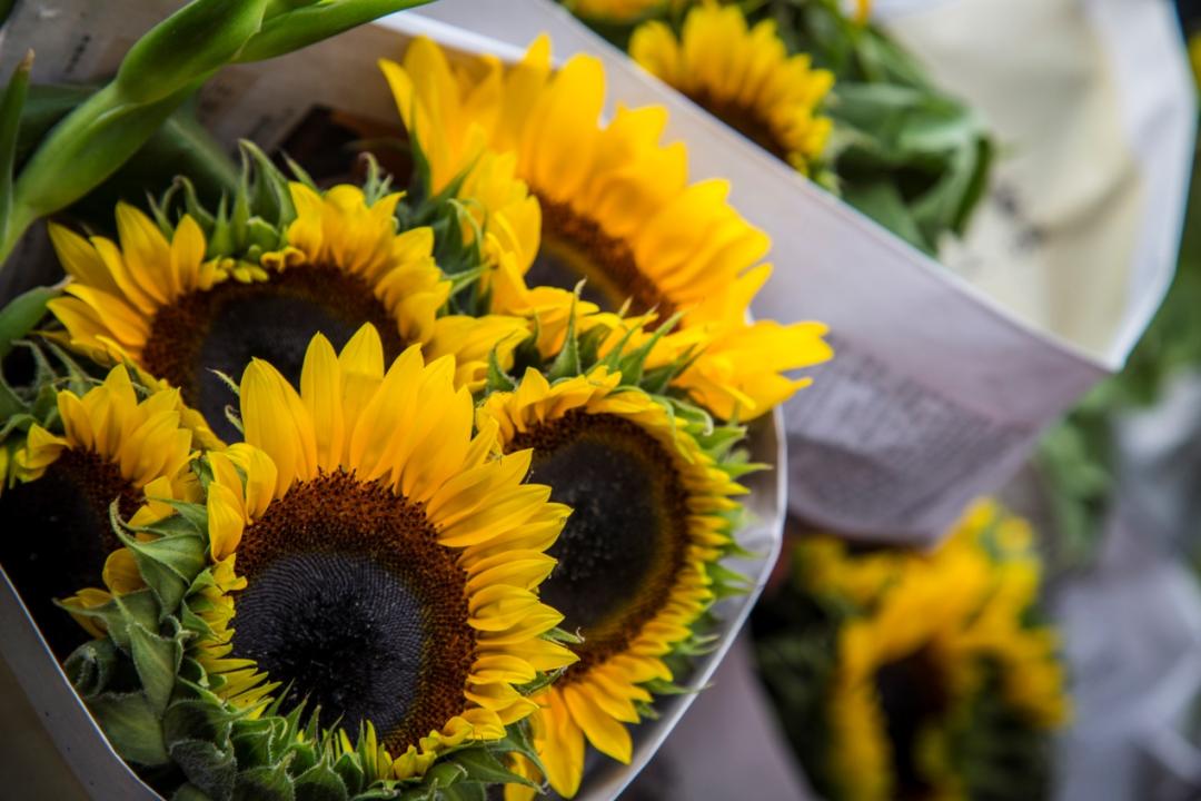 母亲节送什么鲜花康乃馨图片,母亲节送什么花比较合适康乃馨