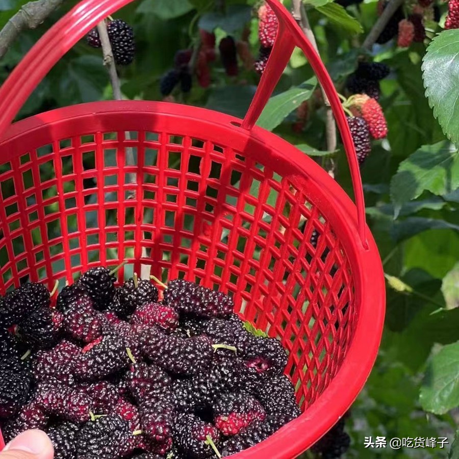 6种水果不要不舍得给宝宝吃,立秋后多给孩子吃这六种应季水果