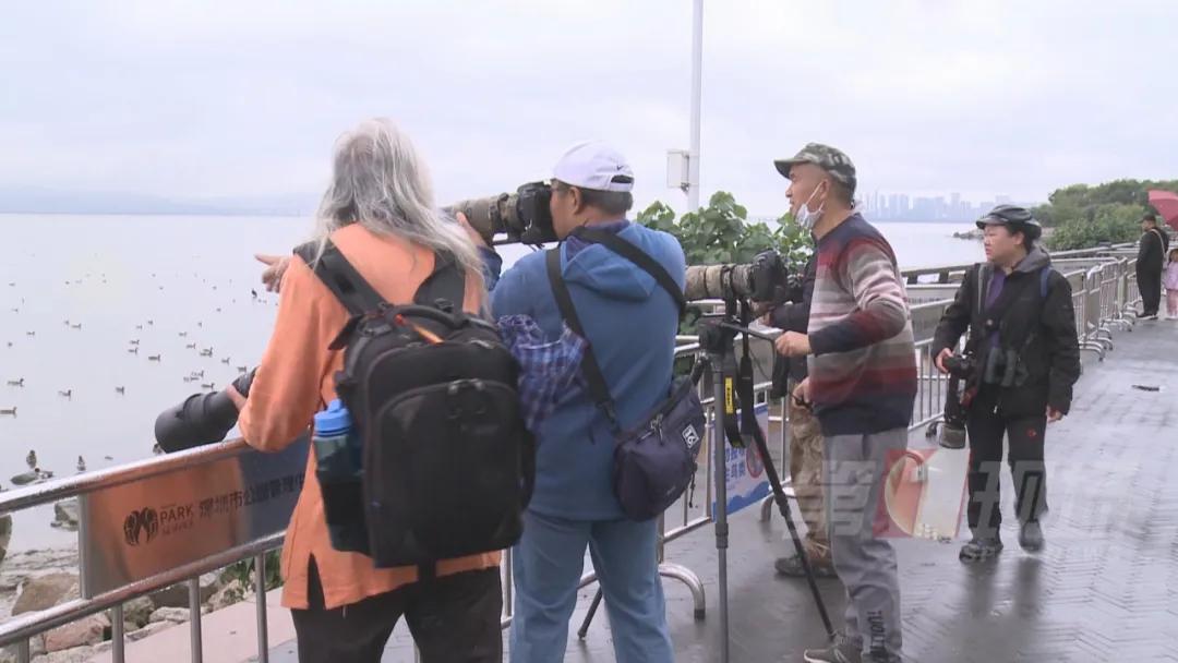 全国罕见！深圳湾公园引起轰动，只为一只鸭