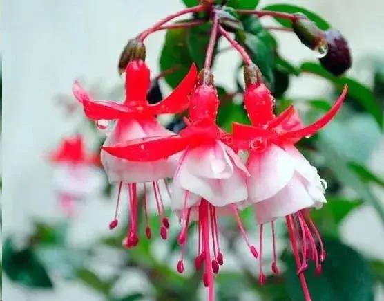 “登录”和“登陆”词义不同，我写登录CBA，头条显示“登陆”…