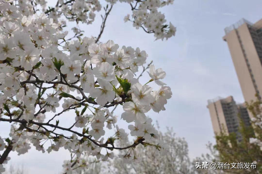 烟台2018年赏花攻略全集,春天烟台赏花地点推荐芝罘区