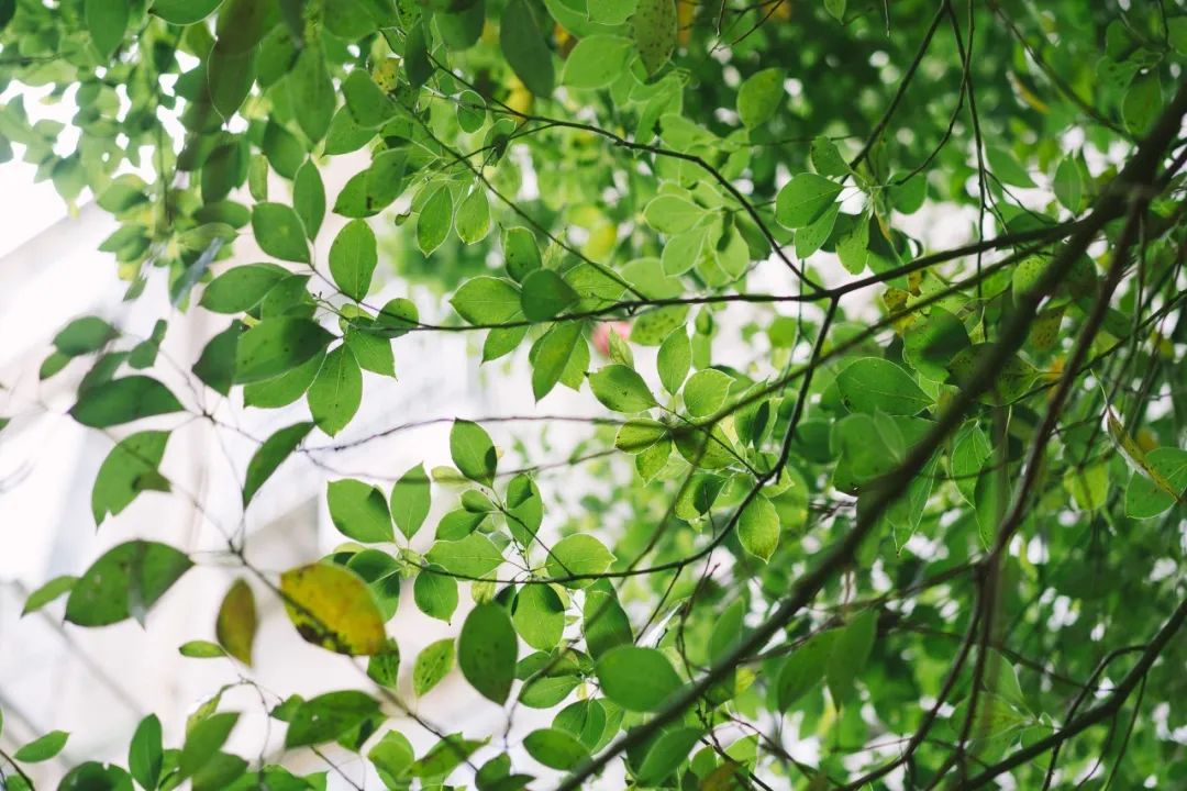 30首初夏诗词,暮春初夏的唯美诗词