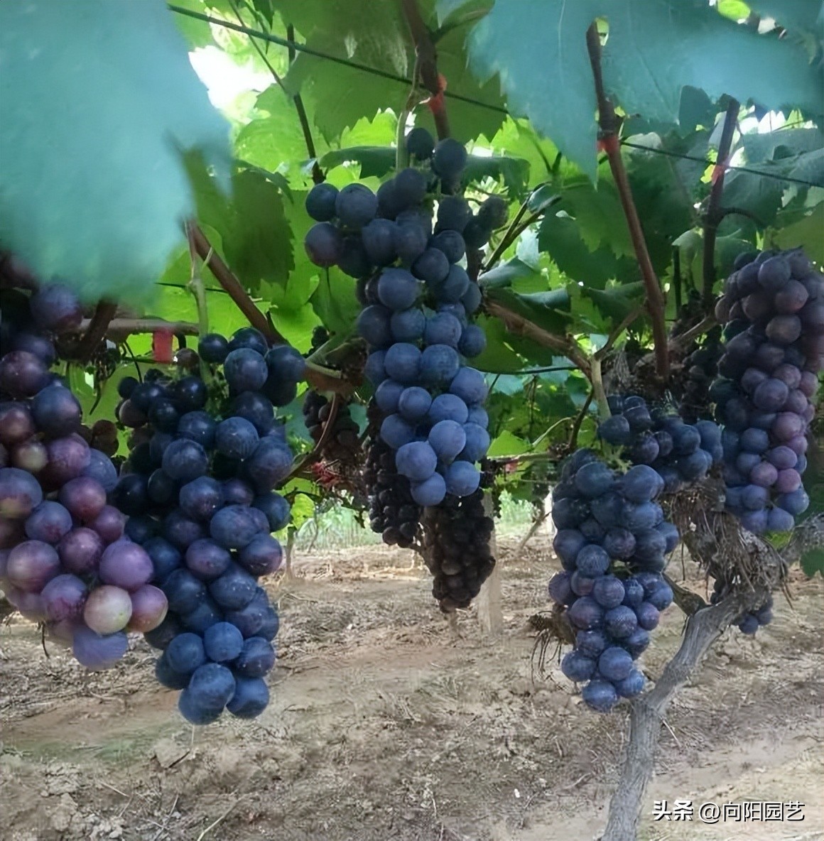 果树苗如何买到真苗,购买果树苗怎么防止买假苗