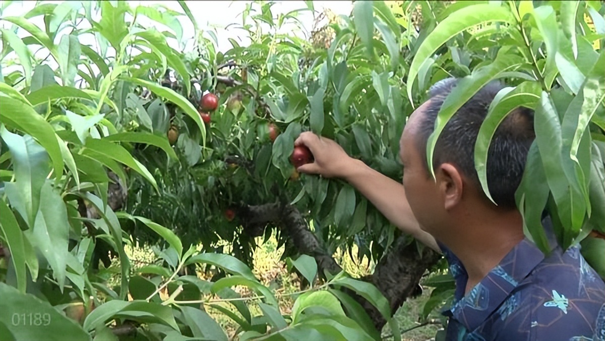 河南南阳内乡县疫情防控,内乡最新疫情防控通知