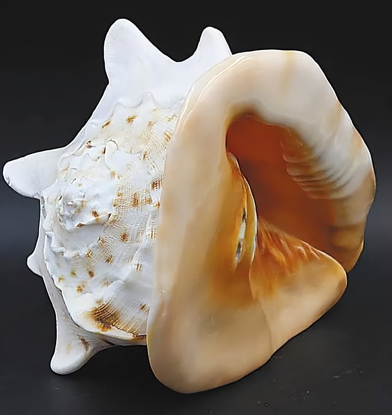 限量版的椰子螺,万宝螺和椰子螺