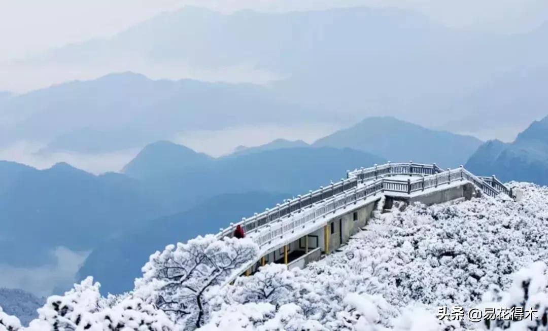 十大野生名贵兰花虎头兰,名贵兰花常见品种介绍图片