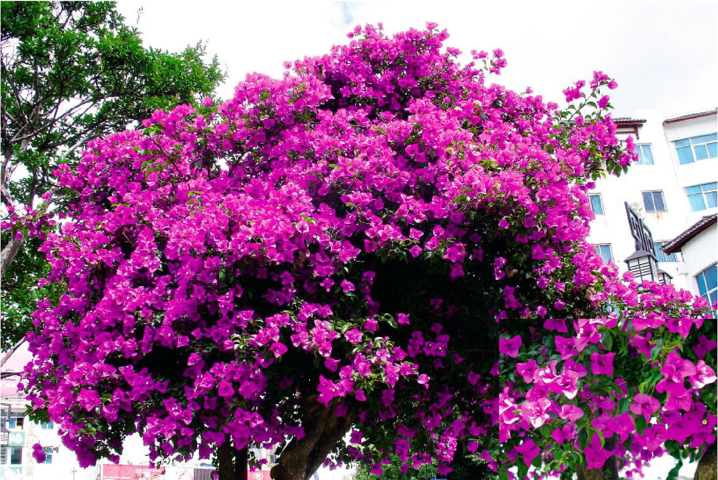 春季最好养的盆栽花卉图片,春季户外花园适合种植的花卉