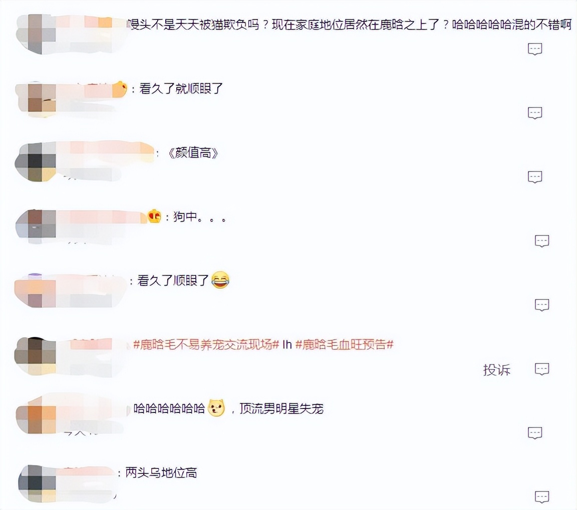鹿晗跟毛不易认识吗,鹿晗毛不易养宠交流现场