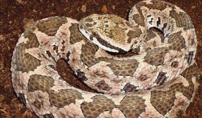 蛇类排名第一的图,蛇类十大排名