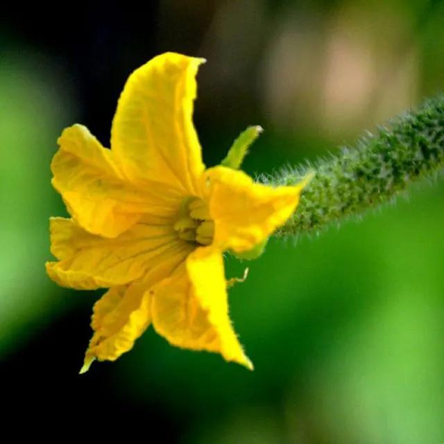 黄秋葵花,黄秋葵花啥样图片