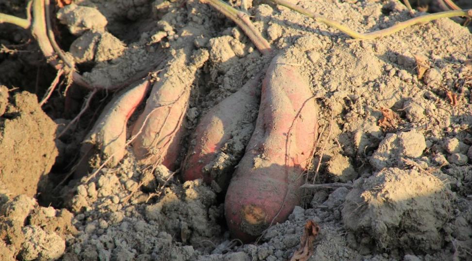 介绍玉林大番薯,玉林特产又香又脆特别好吃