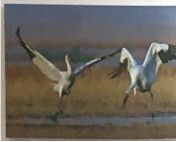 金丝燕科普视频,金丝燕的介绍