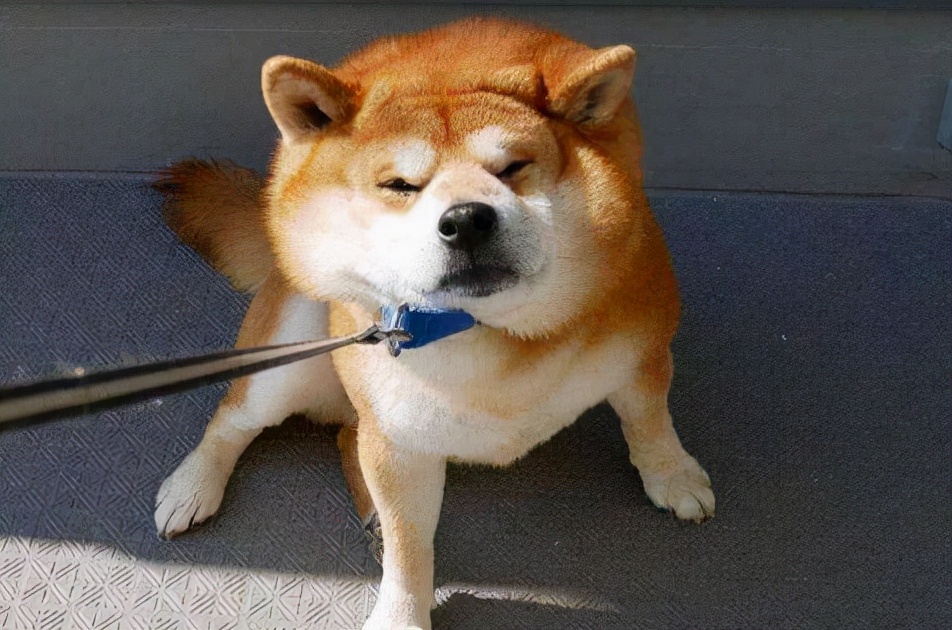 狗狗身上臭味如何消除视频,狗狗身上体味怎么洗掉