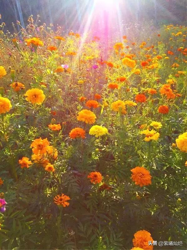 一地落叶渲染了秋色惊艳了时光,秋风亲吻银杏叶