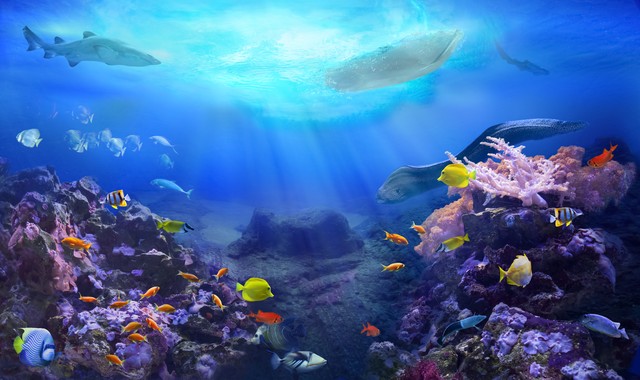 帕劳是一个什么样子的国家,帕劳这个国家怎么样了