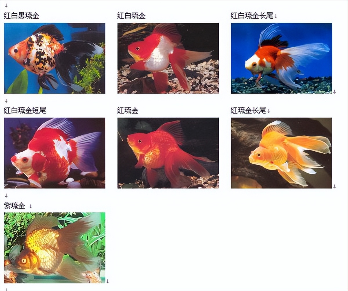 适合从上往下看的金鱼有什么品种,各种金鱼的品种图片