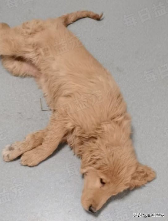 小金毛被弃养,小金毛被扔楼下