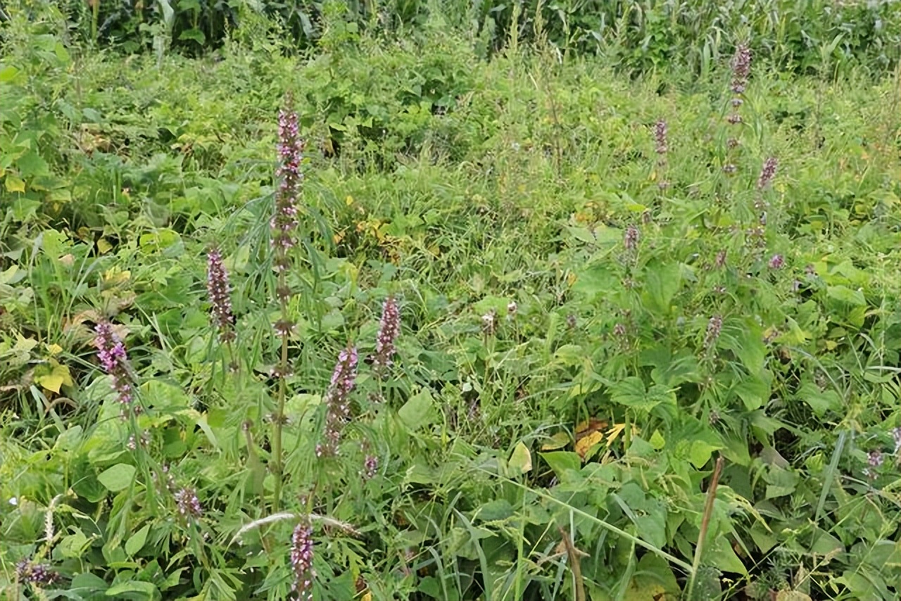 益母草月经期间可以喝吗,益母草月经期间能不能喝